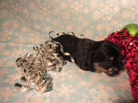 havanese-puppies